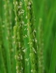 Flowering Rice