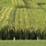 Different Sake Rice types