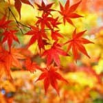 Fall is Hiya-Oroshi time