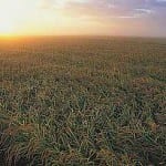 Rice paddy sunset