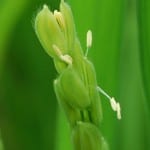 Yamada Nishiki rice flowering