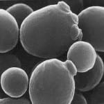 Yeast Cells