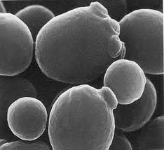 Yeast cells